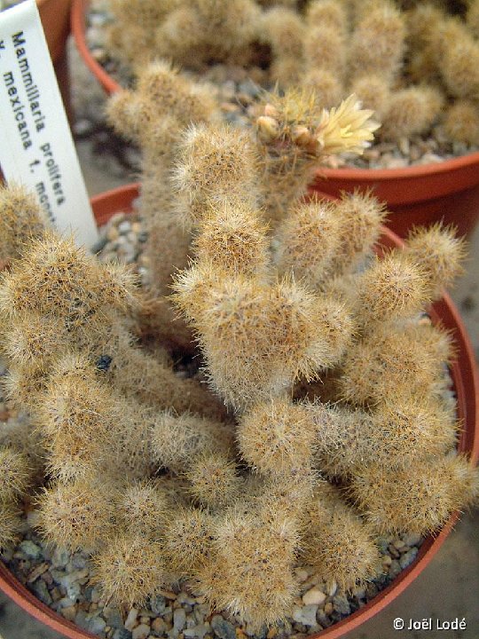 Mammillaria prolifera v. mexicana monstruosa JLcoll.2907